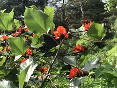 Erythrina breviflora
