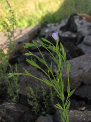 Linum usitatissimum