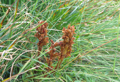 Orobanche gracilis