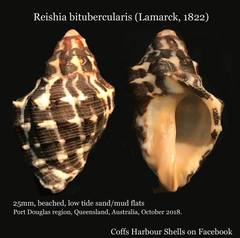 Reishia bitubercularis image