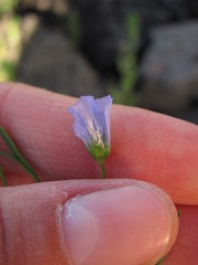 Linum usitatissimum