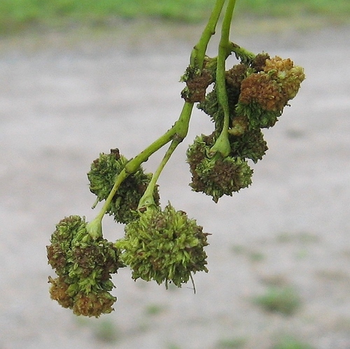 Ash Flower Gall Mite
