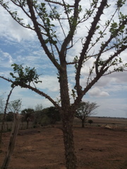 Zanthoxylum arborescens