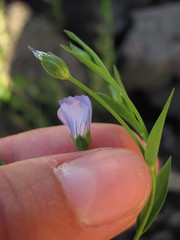 Linum usitatissimum