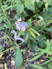 Saponaria officinalis
