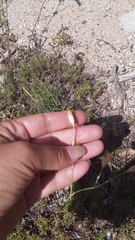Dianthus marschallii