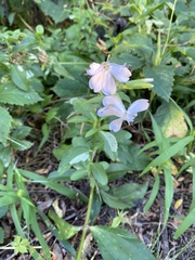 Saponaria officinalis
