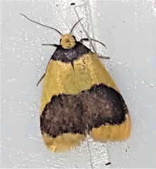 Heterallactis microchrysa