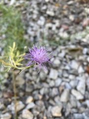 Centaurea stoebe