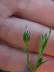Linum usitatissimum