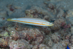 Hologymnosus doliatus