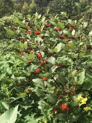 Erythrina breviflora