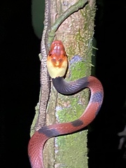 Siphlophis compressus image