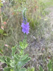 Verbena stricta
