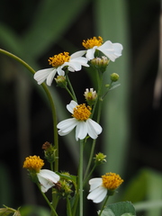 Bidens alba