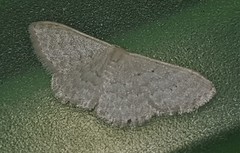 Idaea eretmopus