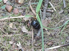 Trypocopris vernalis