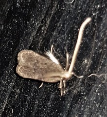 Lecithocera imprudens