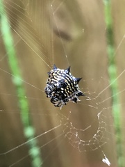 Gasteracantha cancriformis