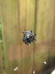 Gasteracantha cancriformis