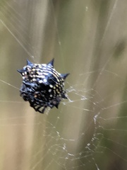 Gasteracantha cancriformis