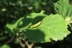 Odontopodisma decipiens