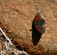 Stygionympha robertsoni