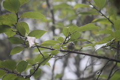 Phylloscopus maculipennis