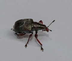 Euops falcata