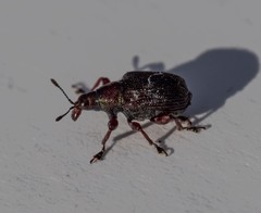 Euops falcata