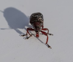 Euops falcata