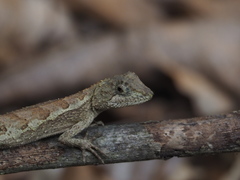 Diploderma swinhonis