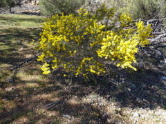 Acacia nyssophylla