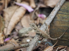 Diploderma swinhonis