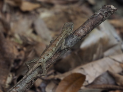 Diploderma swinhonis