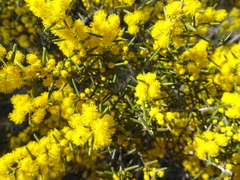 Acacia nyssophylla