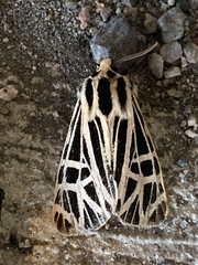 Apantesis parthenice