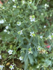 Euphorbia corollata