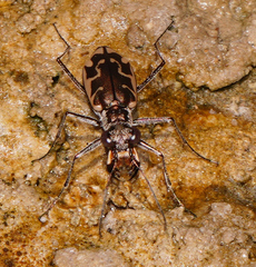 Ellipsoptera sperata