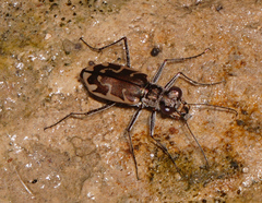 Ellipsoptera sperata