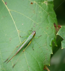 Conocephalus nigropleurum
