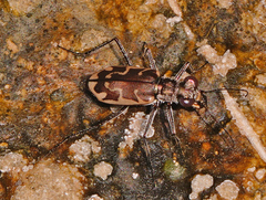 Ellipsoptera sperata