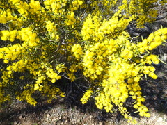 Acacia nyssophylla