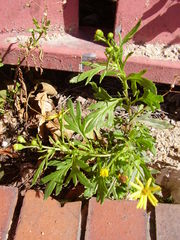Senecio squalidus