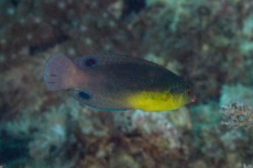 Yellowbreast Wrasse — seen at this dive site
