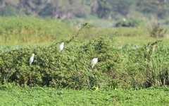Ixobrychus flavicollis