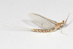 Hexagenia bilineata