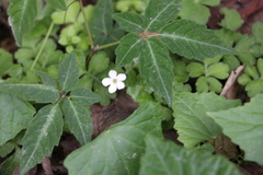 Pseudocayratia pengiana