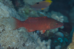 Oxycheilinus digramma