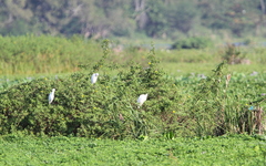 Ixobrychus flavicollis